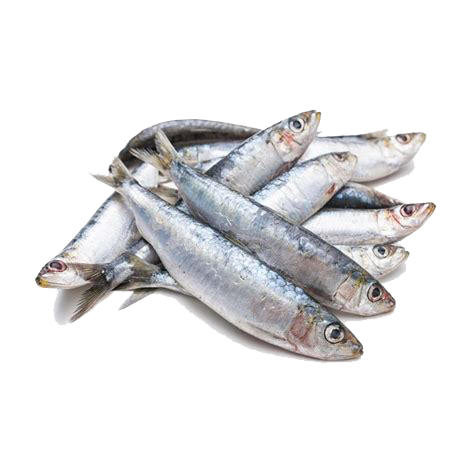 Sardines entieres - 450/500gr
